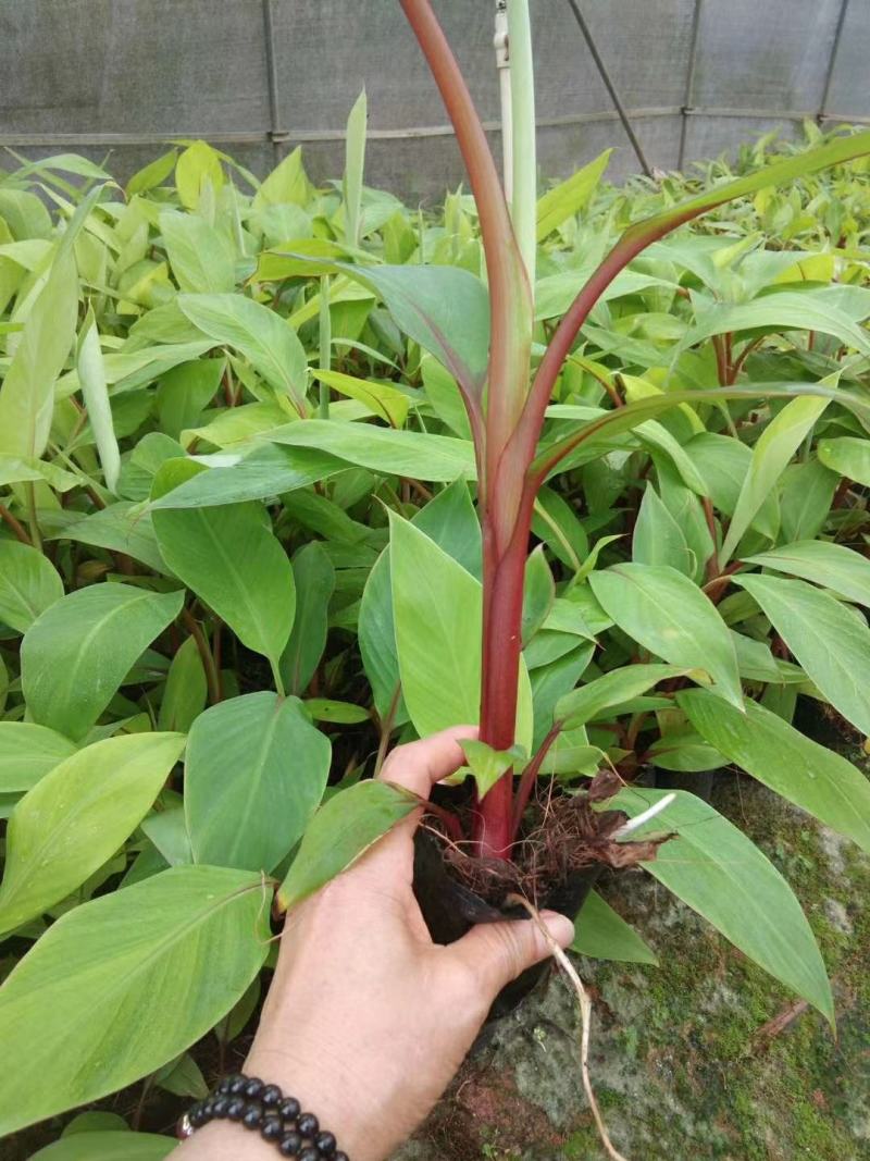 红香蕉苗红皮香蕉苗营养杯苗带土带叶发货包邮