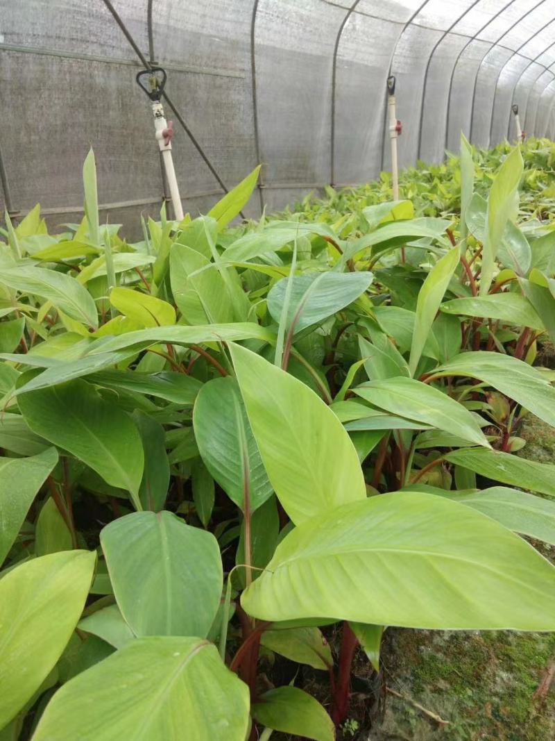 红香蕉苗红皮香蕉苗营养杯苗带土带叶发货包邮