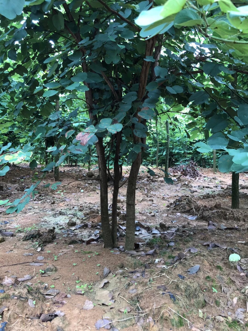 300棵3-6杆丛生紫荆树出售