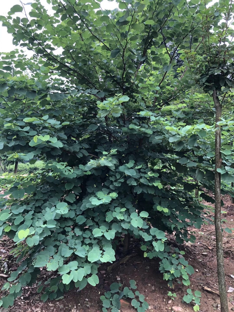 300棵3-6杆丛生紫荆树出售
