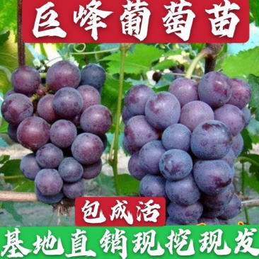 巨峰葡萄苗青提夏黑美人指葡萄苗现挖现发包成活