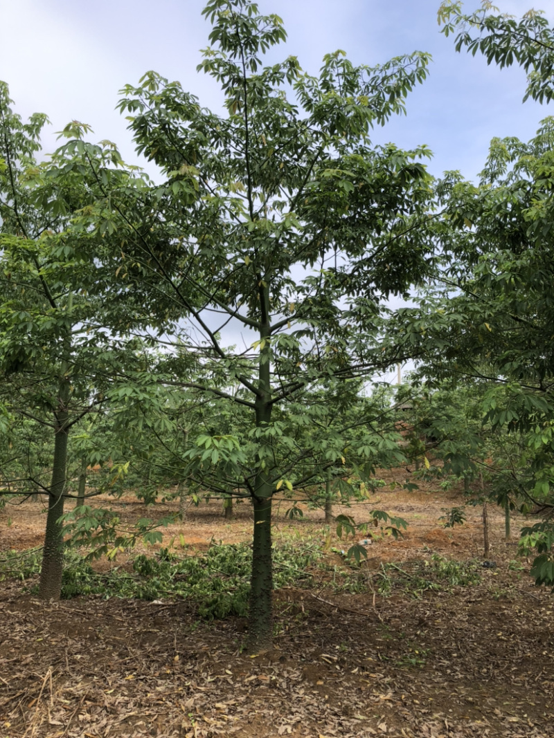 1500棵15-22公分美丽木棉出售