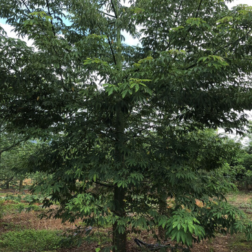 1500棵15-22公分美丽木棉出售