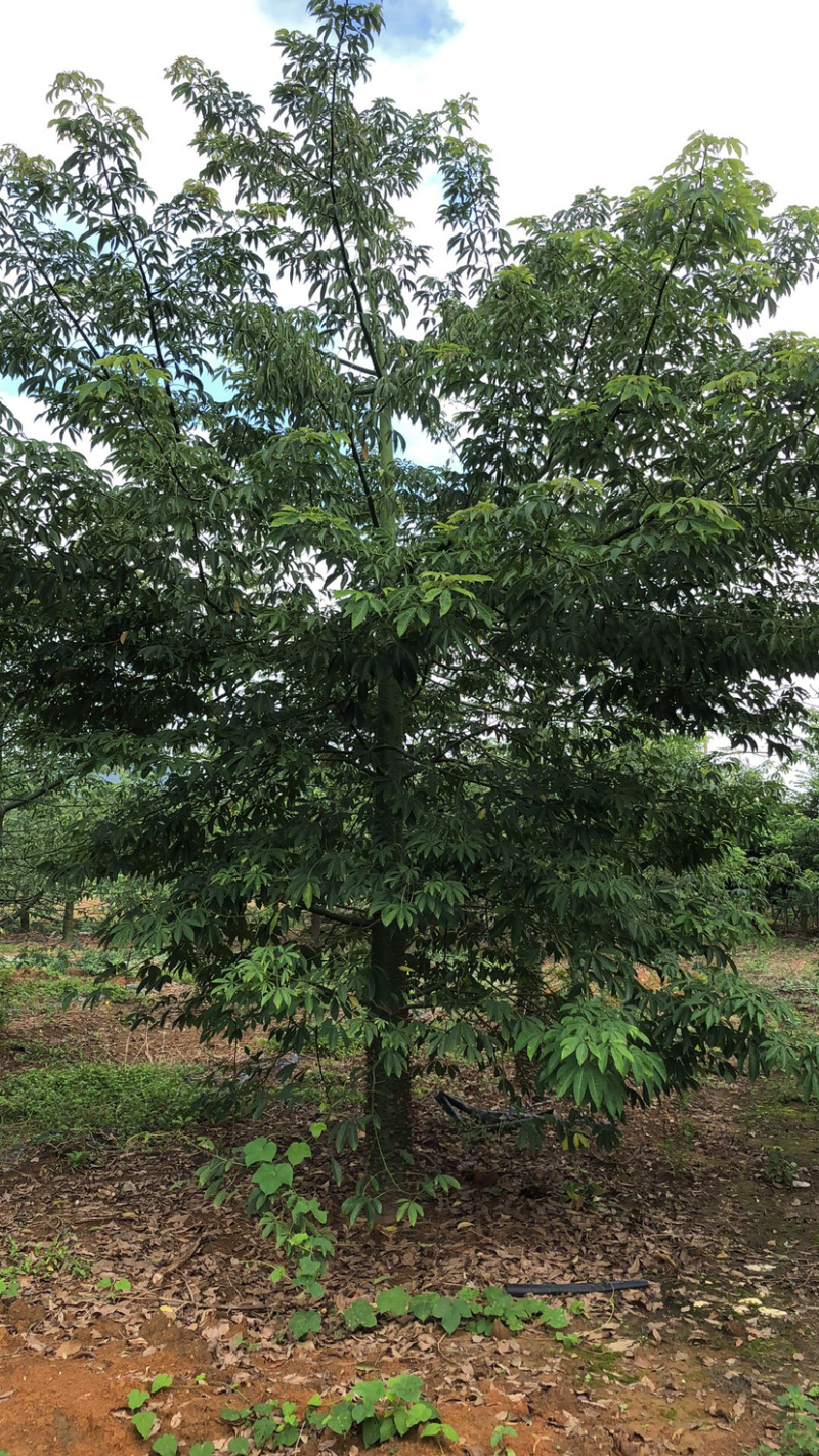 1500棵15-22公分美丽木棉出售