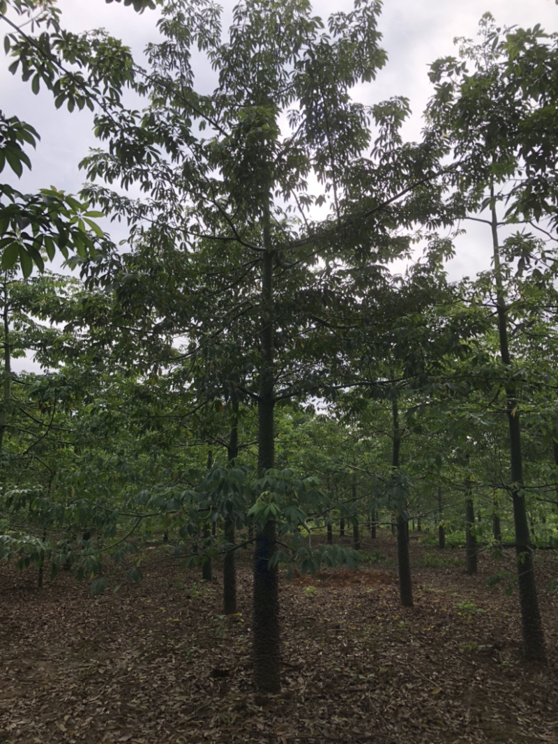 1500棵15-22公分美丽木棉出售