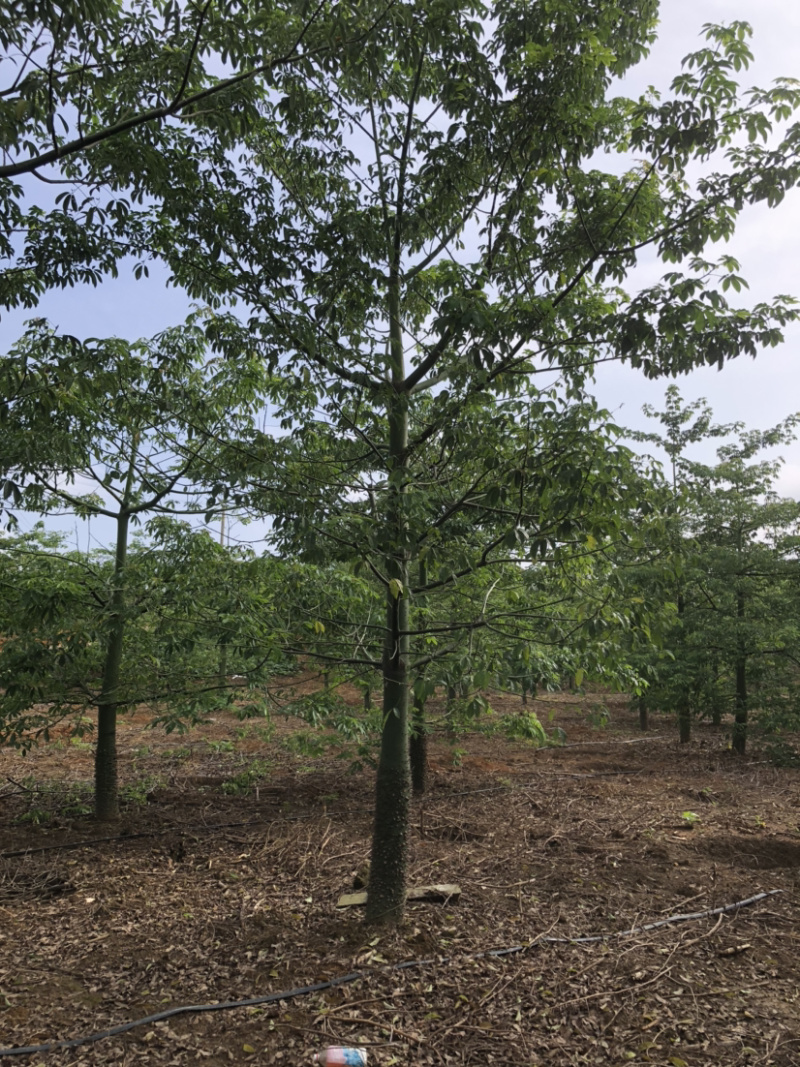 1500棵15-22公分美丽木棉出售