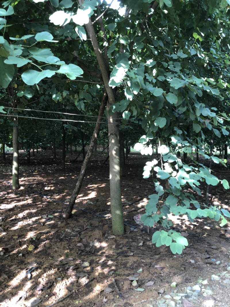 15-16公分紫荆树出售400棵
