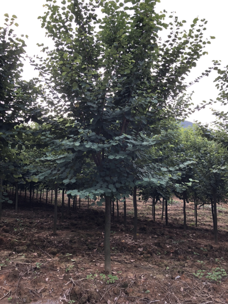 15-16公分紫荆树出售400棵