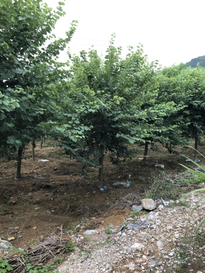 15-16公分紫荆树出售400棵