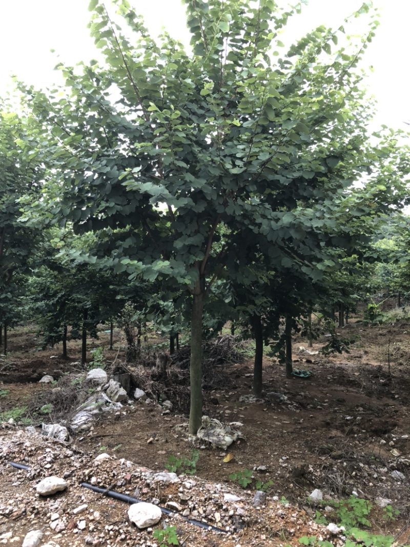 15-16公分紫荆树出售400棵