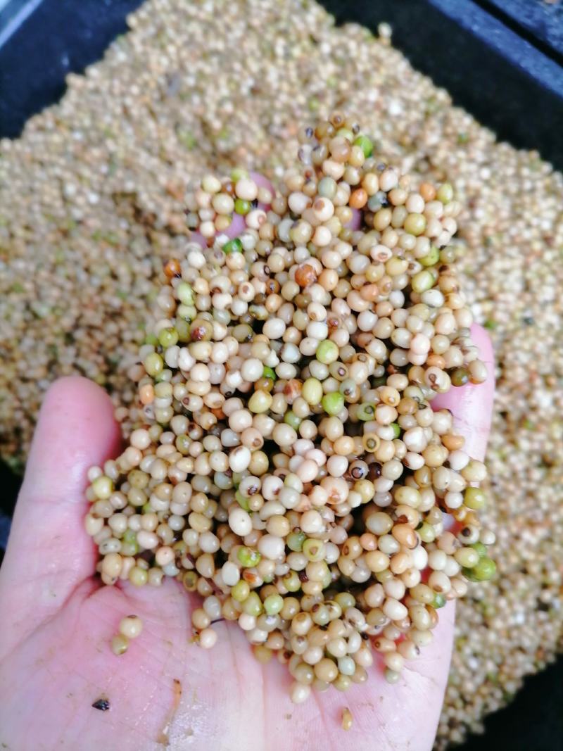 黄精种子，黄精籽，黄精净籽，产地一手货源，质量保证