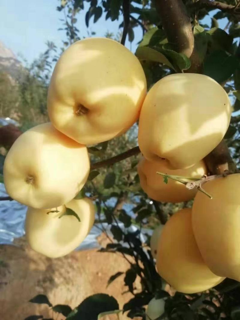 维纳斯苹果树苗水密桃苹果，爱妃苹果，望乡红苹果，基地直销