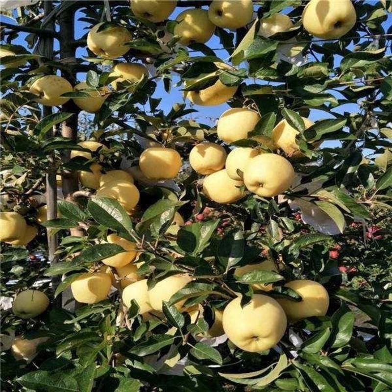 维纳斯苹果树苗水密桃苹果，爱妃苹果，望乡红苹果，基地直销