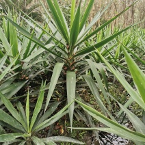 基地直销各规格精品剑麻，量大从优，欢迎选购