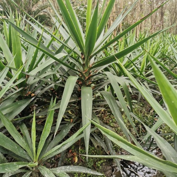基地直销各规格精品剑麻，量大从优，欢迎选购