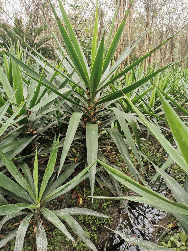 基地直销各规格精品剑麻，量大从优，欢迎选购