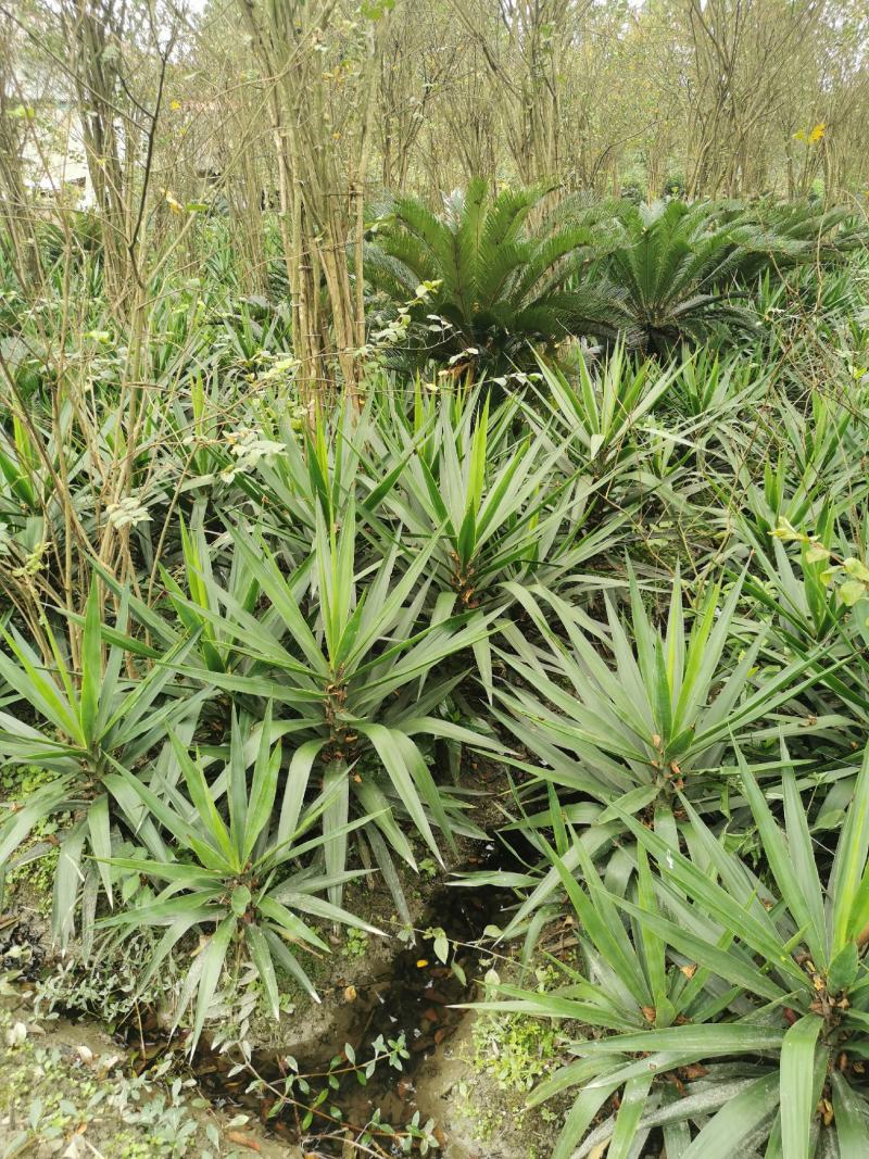 基地直销各规格精品剑麻，量大从优，欢迎选购