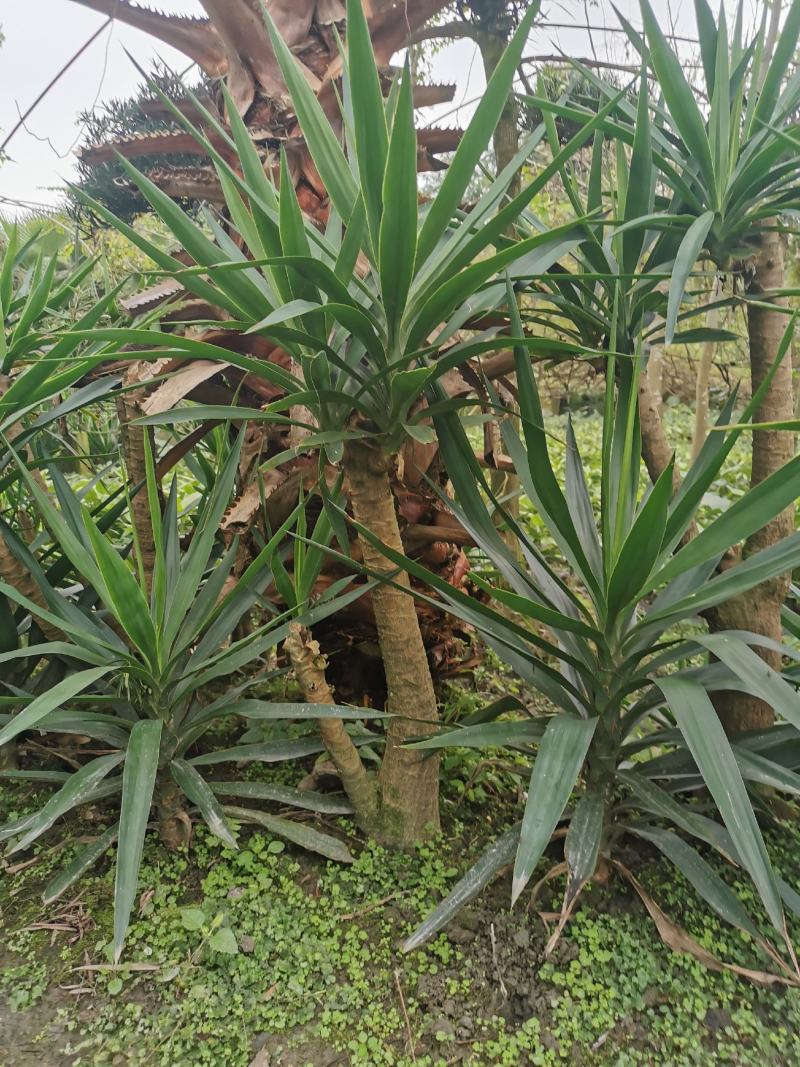 基地直销各规格精品剑麻，量大从优，欢迎选购