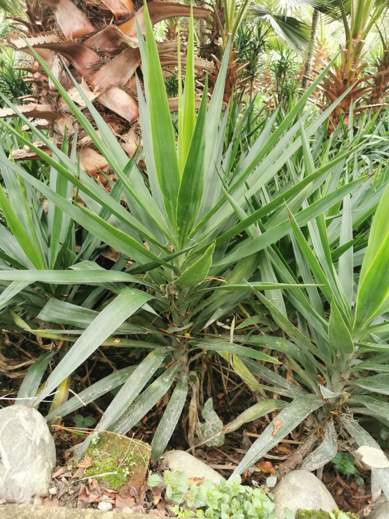 基地直销各规格精品剑麻，量大从优，欢迎选购