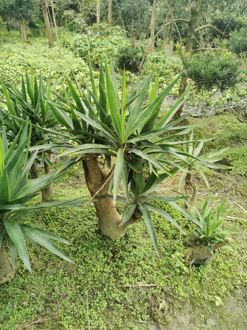 基地直销各规格精品剑麻，量大从优，欢迎选购