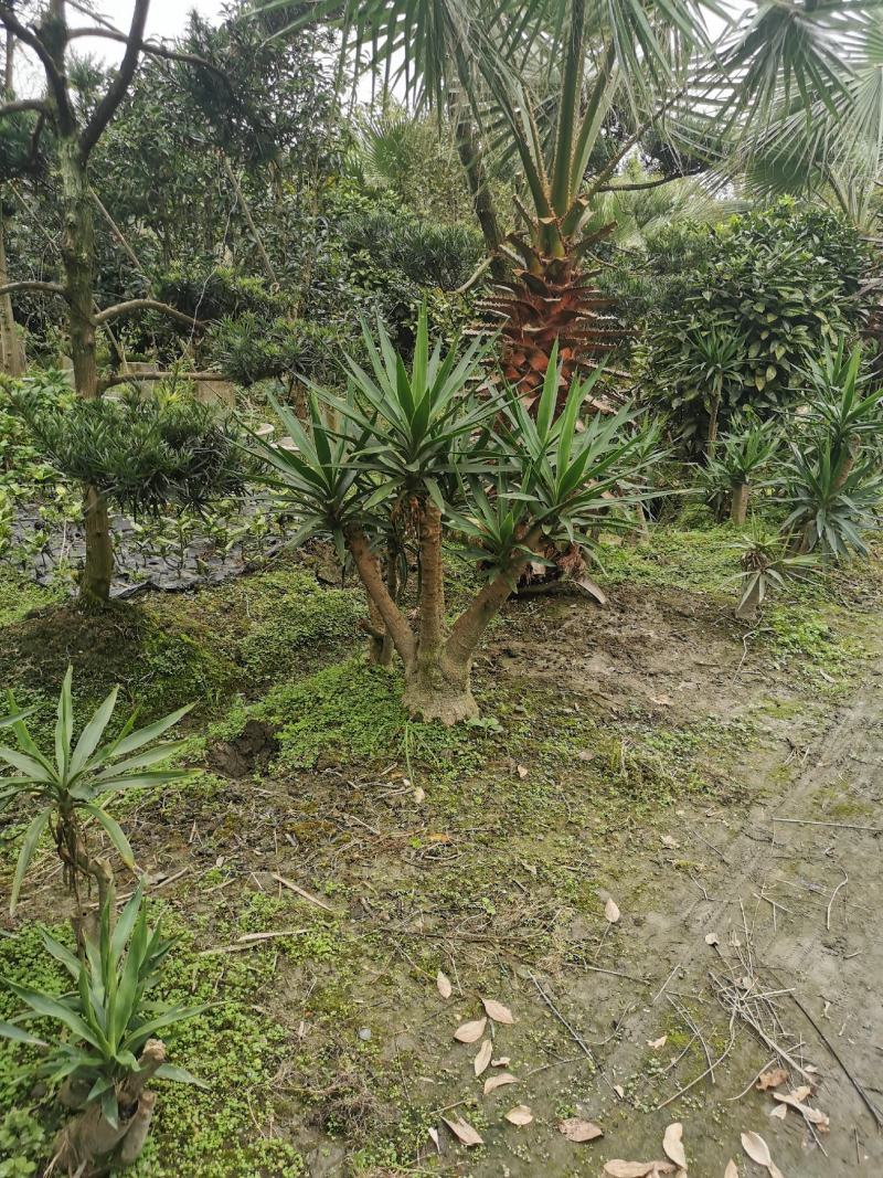 基地直销各规格精品剑麻，量大从优，欢迎选购
