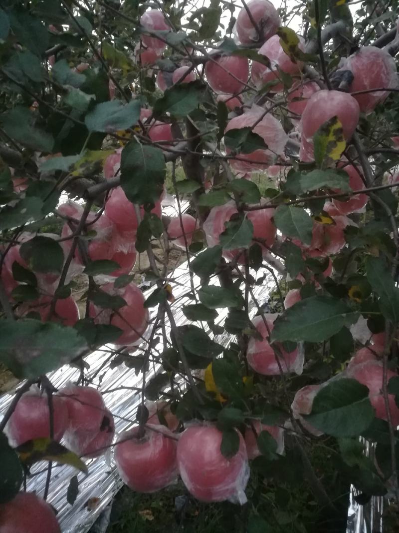纸夹膜冰糖心红富士苹果大量上市了