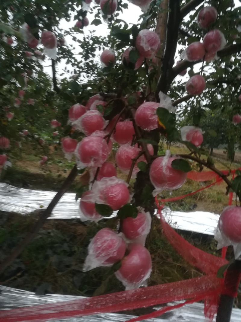 纸夹膜冰糖心红富士苹果大量上市了