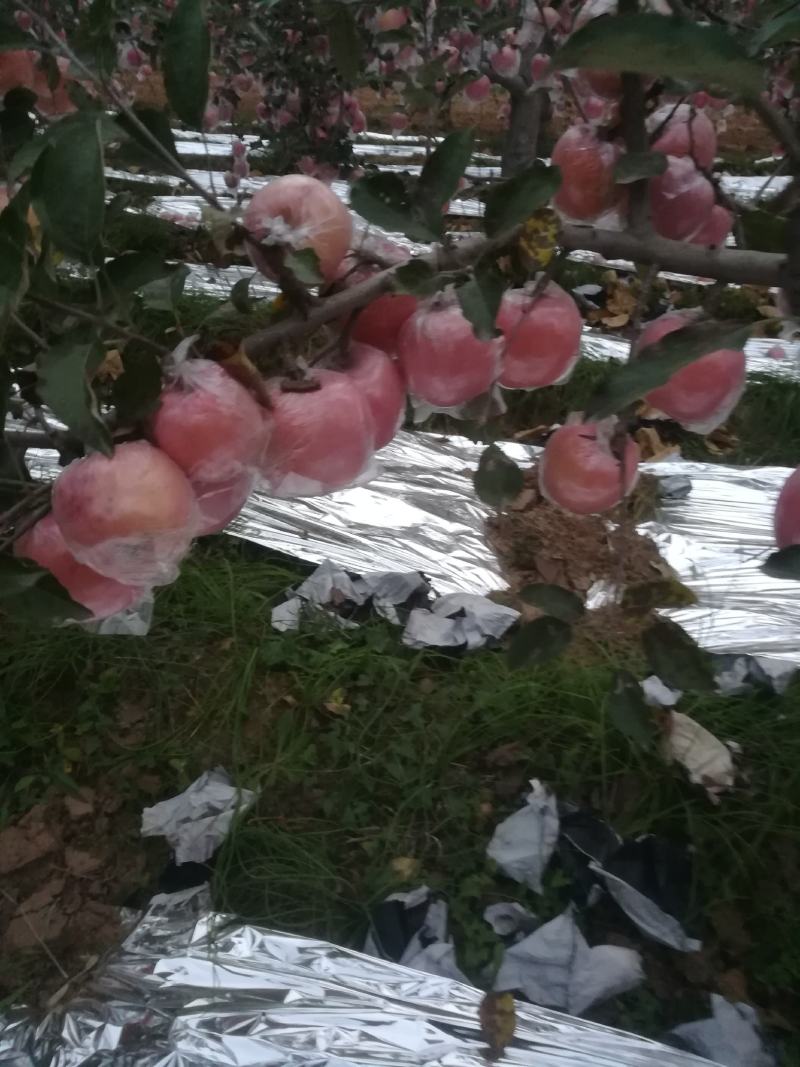纸夹膜冰糖心红富士苹果大量上市了