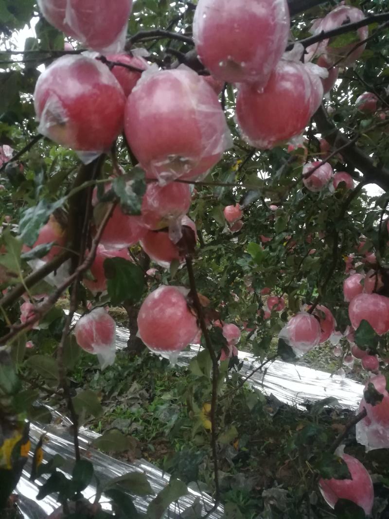 纸夹膜冰糖心红富士苹果大量上市了