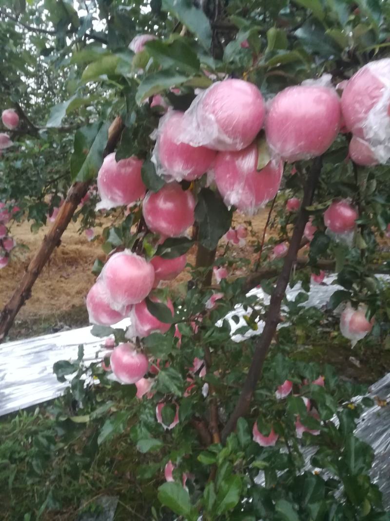纸夹膜冰糖心红富士苹果大量上市了