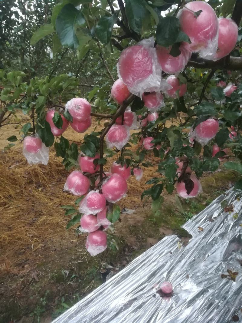 纸夹膜冰糖心红富士苹果大量上市了