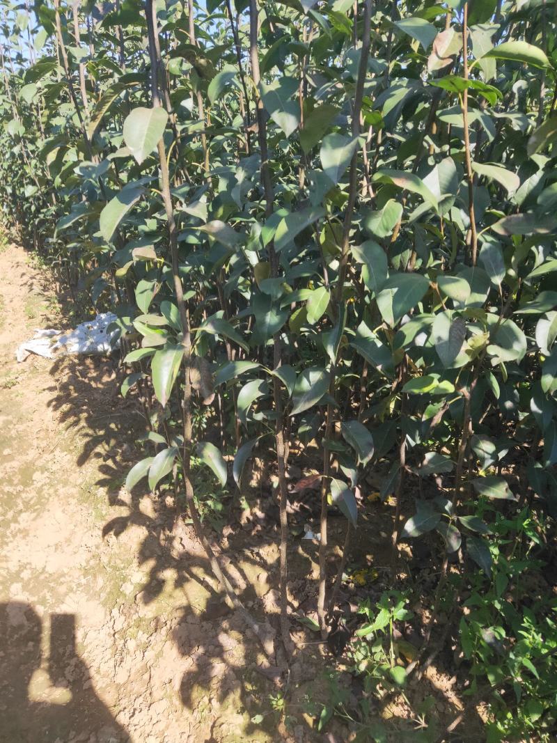 皇冠梨树苗/梨苗/河北梨树苗/优质梨树苗/新品种梨树苗