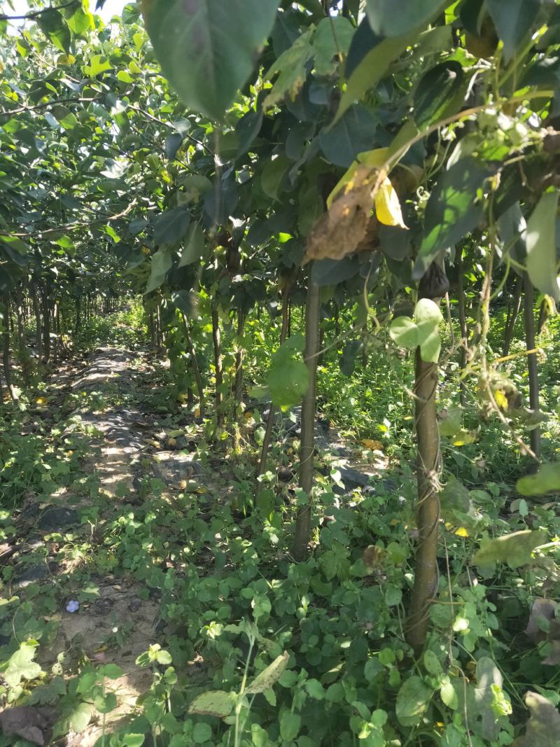 皇冠梨树苗/梨苗/河北梨树苗/优质梨树苗/新品种梨树苗