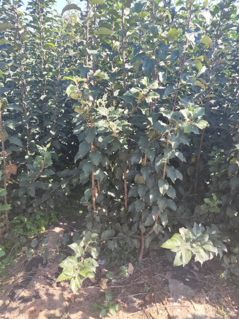 皇冠梨树苗/梨苗/河北梨树苗/优质梨树苗/新品种梨树苗
