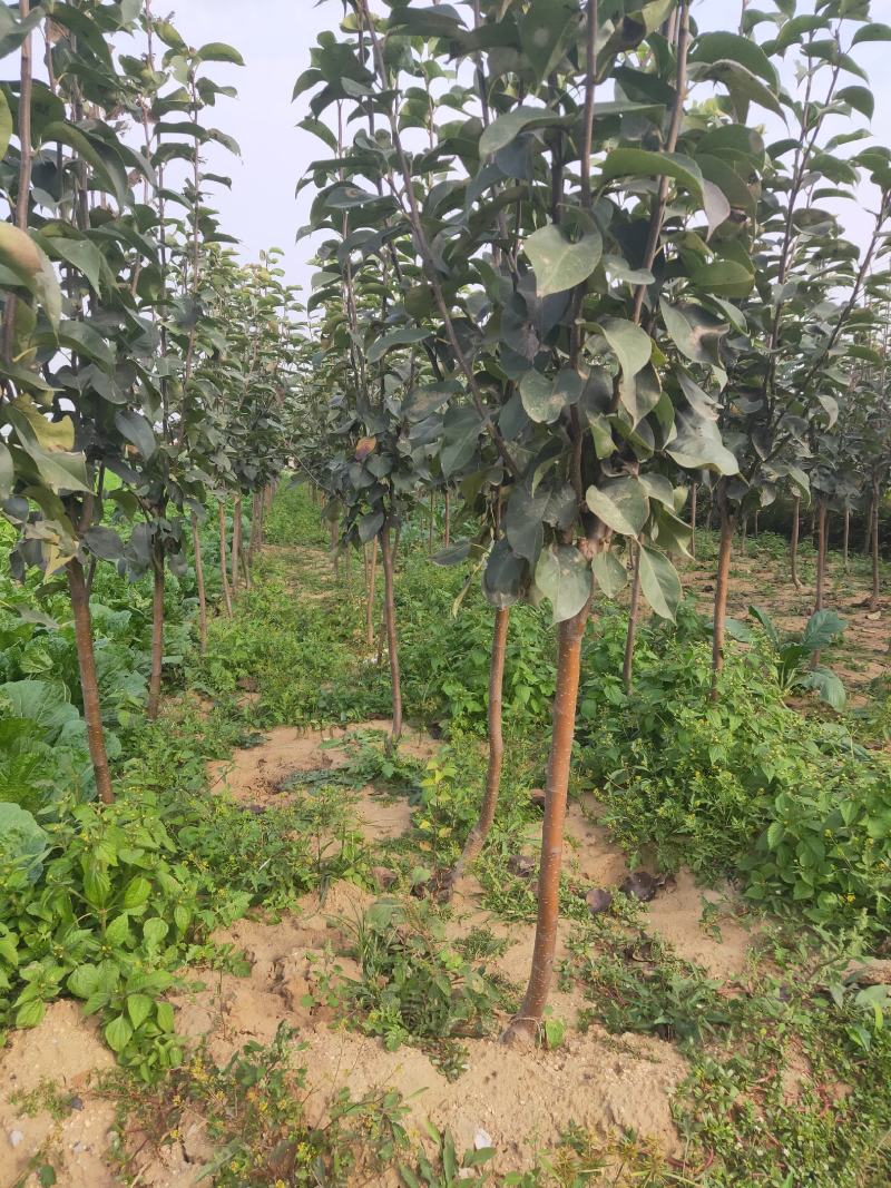 皇冠梨树苗/梨苗/河北梨树苗/优质梨树苗/新品种梨树苗