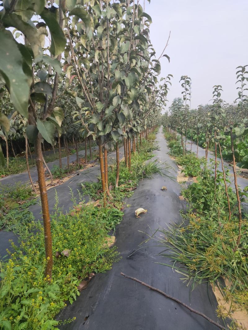 皇冠梨树苗/梨苗/河北梨树苗/优质梨树苗/新品种梨树苗