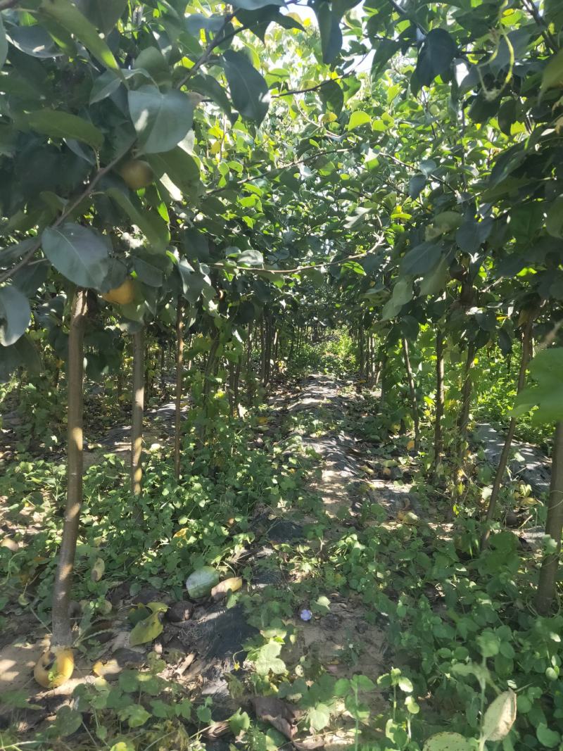 皇冠梨树苗/梨苗/河北梨树苗/优质梨树苗/新品种梨树苗