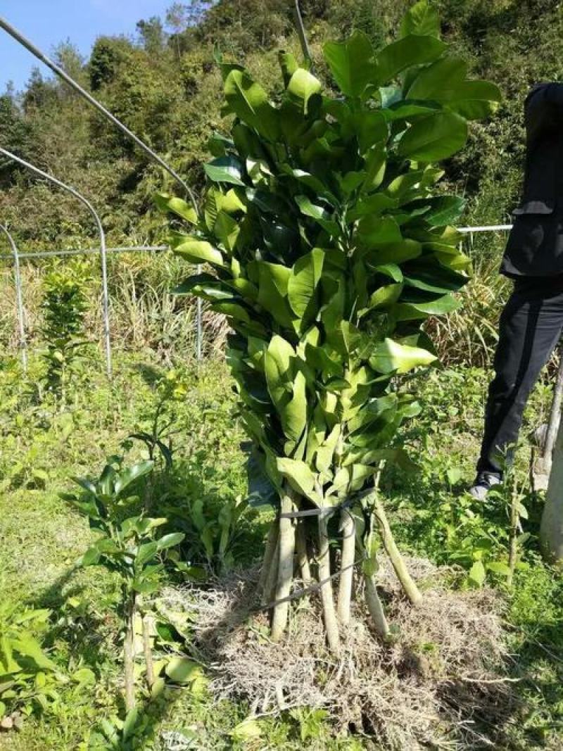 【有好货】三红蜜柚苗柚子树苗嫁接2-3年苗口感好