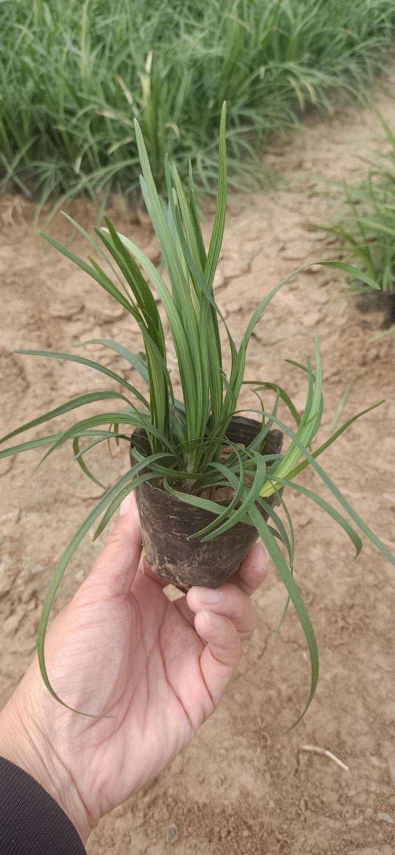 麦冬草日本矮麦冬（玉龙草）阔叶麦冬草金边麦冬草基地供应