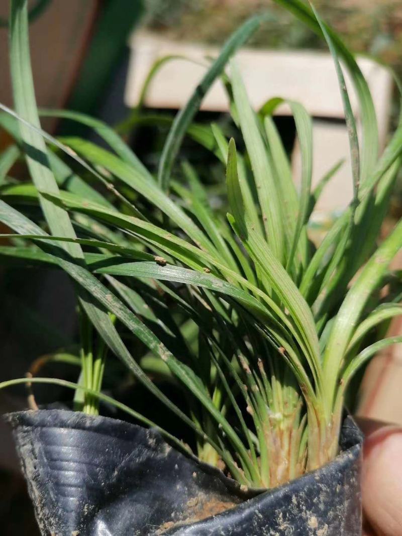 麦冬草日本矮麦冬（玉龙草）阔叶麦冬草金边麦冬草基地供应