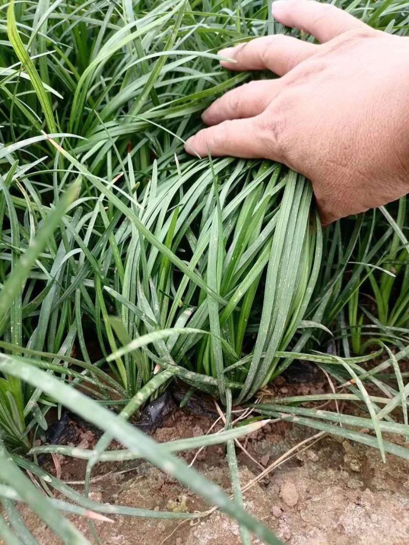 麦冬草日本矮麦冬（玉龙草）阔叶麦冬草金边麦冬草基地供应