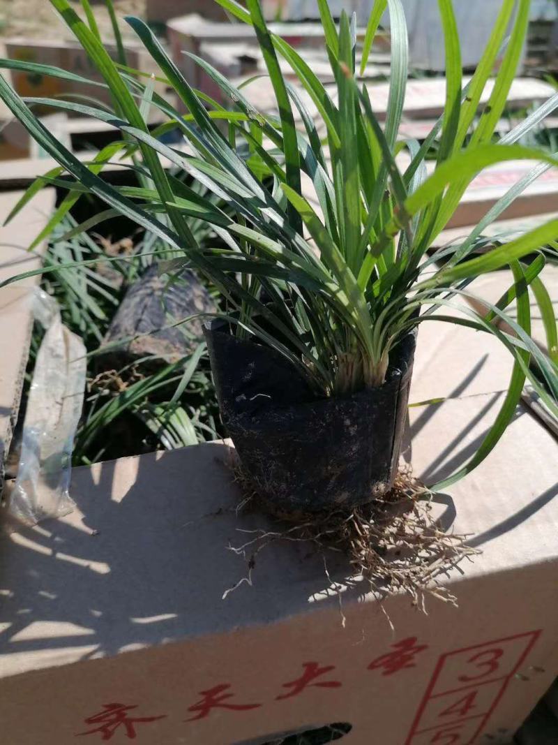 麦冬草日本矮麦冬（玉龙草）阔叶麦冬草金边麦冬草基地供应