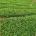 麦冬草日本矮麦冬（玉龙草）阔叶麦冬草金边麦冬草基地供应