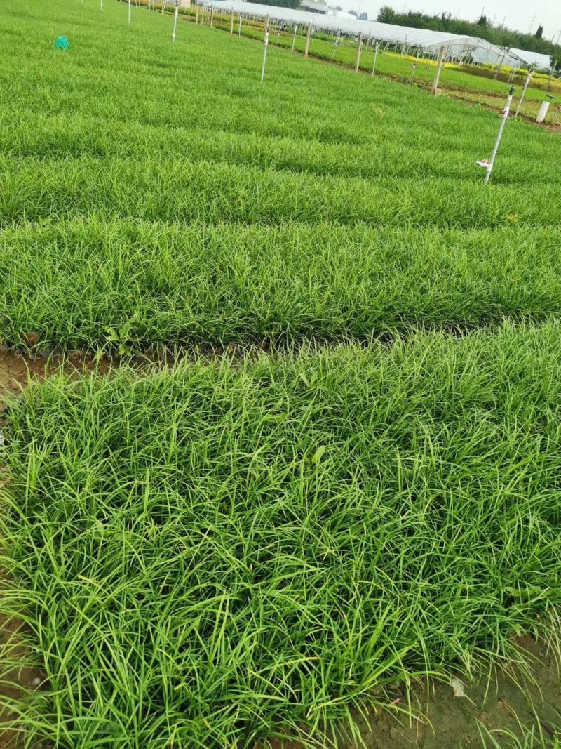 麦冬草日本矮麦冬（玉龙草）阔叶麦冬草金边麦冬草基地供应
