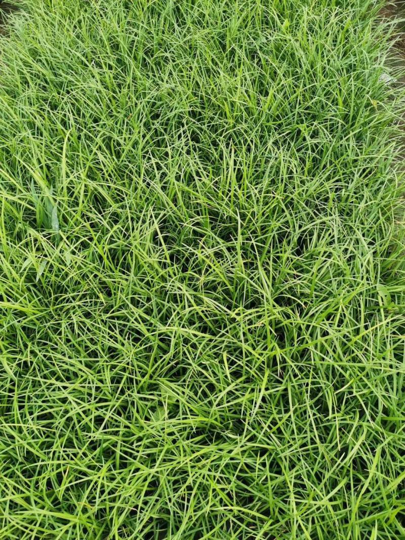 麦冬草日本矮麦冬（玉龙草）阔叶麦冬草金边麦冬草基地供应