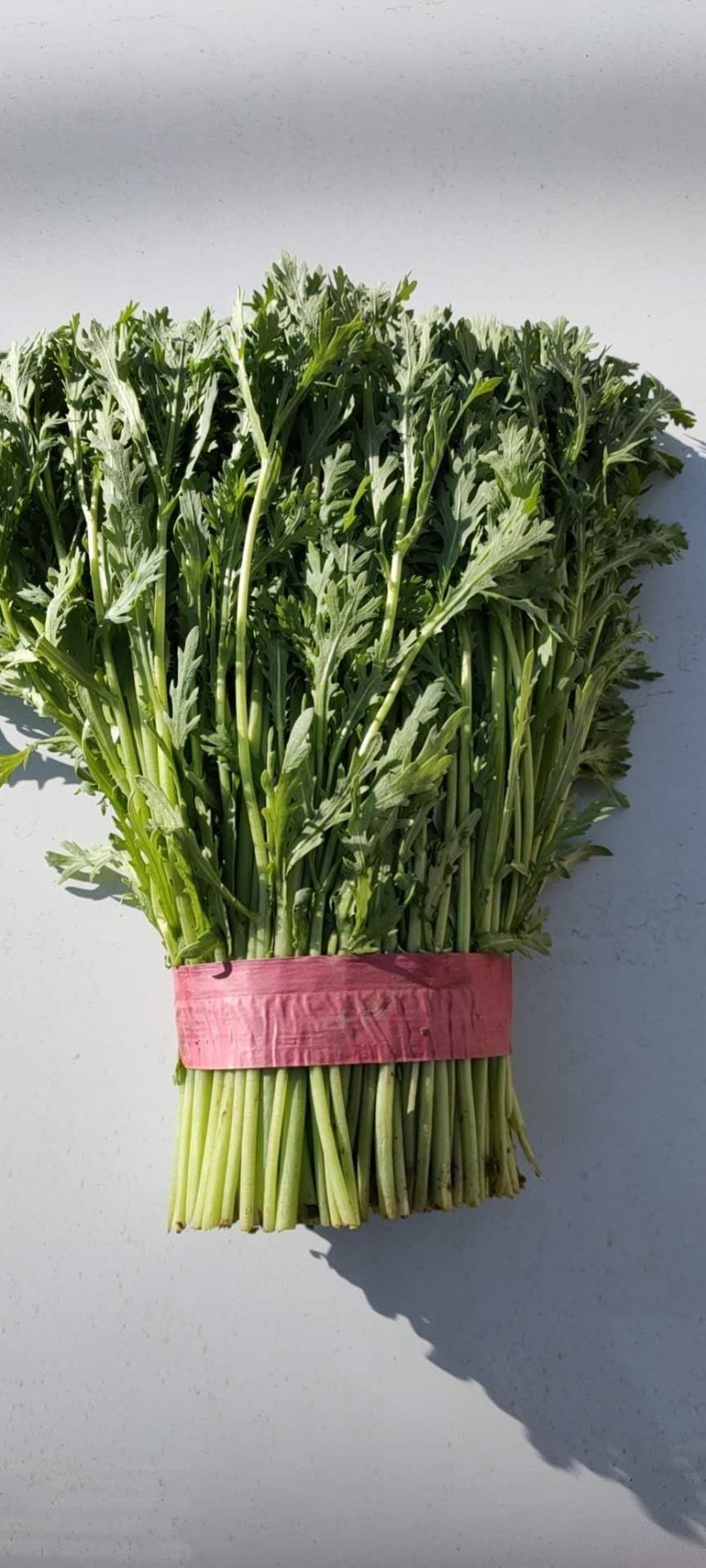 【河北精品茼蒿】新鲜质量好品质保证