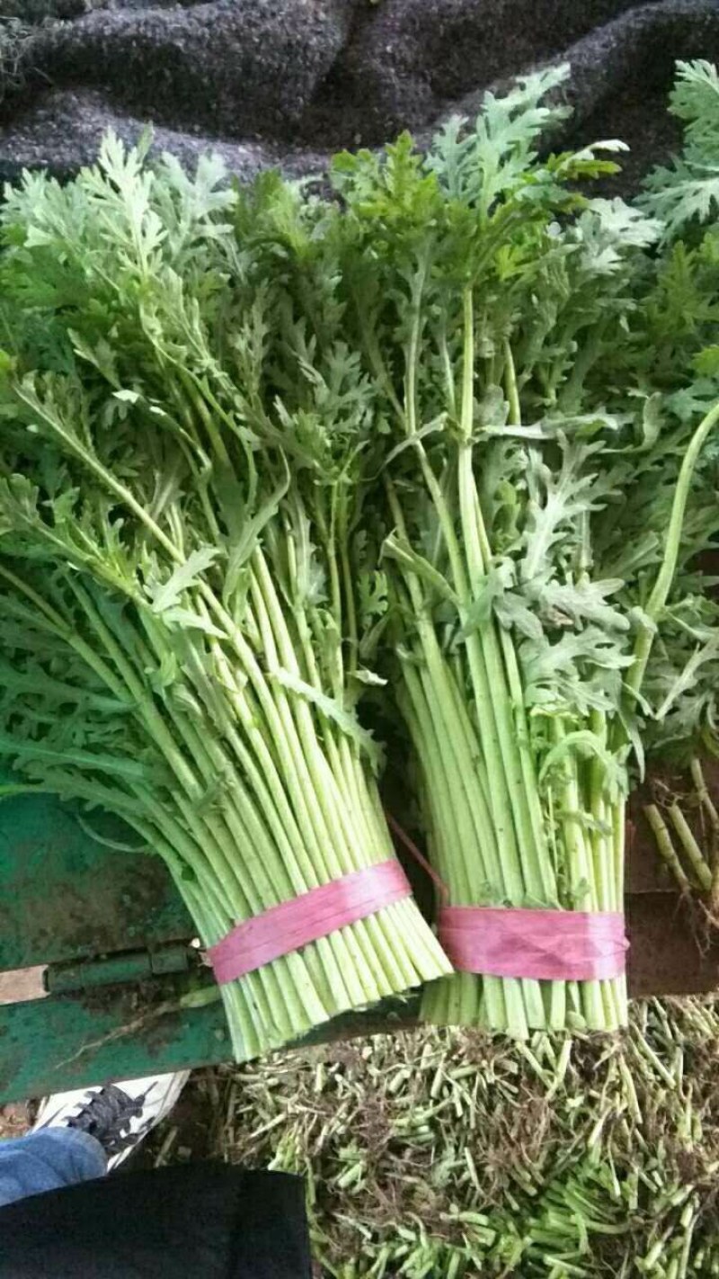 【河北精品茼蒿】新鲜质量好品质保证