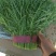 【河北精品茼蒿】新鲜质量好品质保证