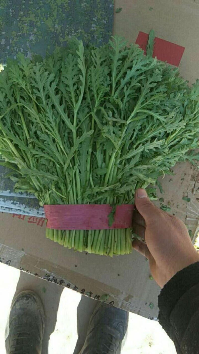 【河北精品茼蒿】新鲜质量好品质保证
