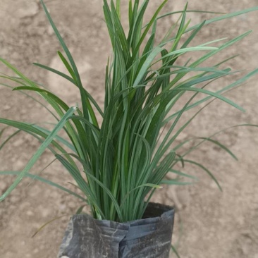 麦冬草日本矮麦冬（玉龙草）阔叶麦冬草金边麦冬草基地供应